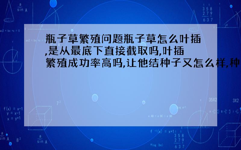 瓶子草繁殖问题瓶子草怎么叶插,是从最底下直接截取吗,叶插繁殖成功率高吗,让他结种子又怎么样,种子不冷藏直接在低温季节种成