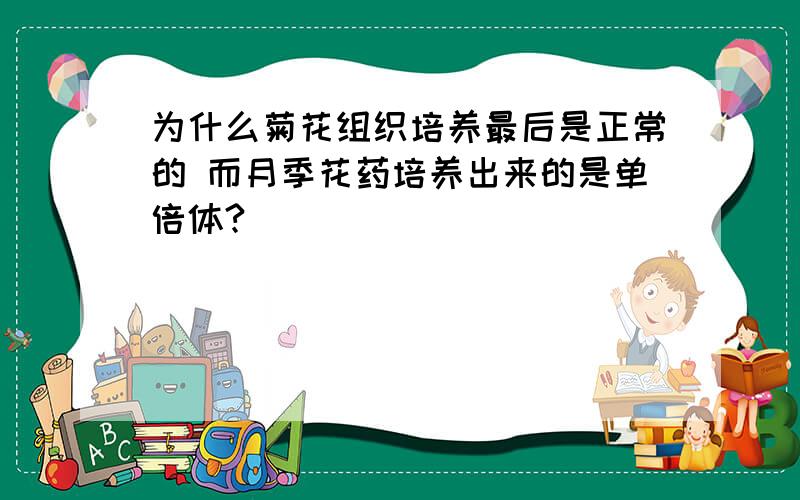 为什么菊花组织培养最后是正常的 而月季花药培养出来的是单倍体?