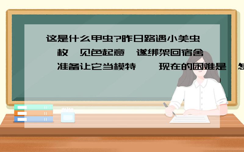 这是什么甲虫?昨日路遇小美虫一枚,见色起意,遂绑架回宿舍,准备让它当模特……现在的困难是,怎么把它养活.现请教认识的人,