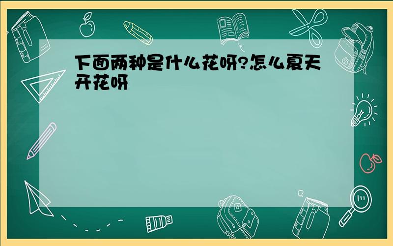 下面两种是什么花呀?怎么夏天开花呀