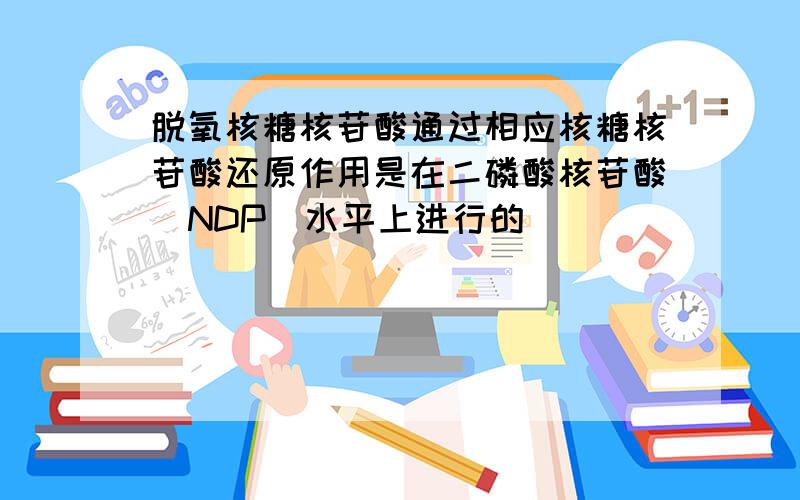 脱氧核糖核苷酸通过相应核糖核苷酸还原作用是在二磷酸核苷酸(NDP)水平上进行的