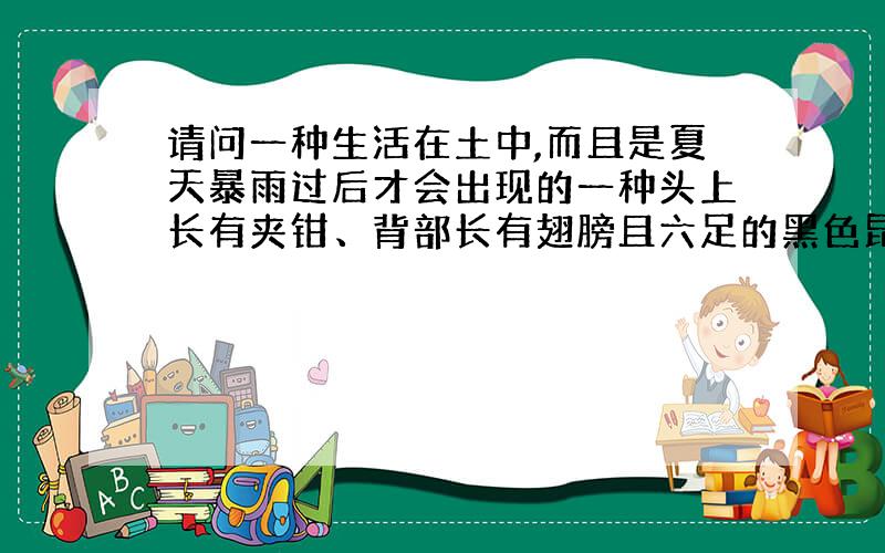 请问一种生活在土中,而且是夏天暴雨过后才会出现的一种头上长有夹钳、背部长有翅膀且六足的黑色昆虫叫什