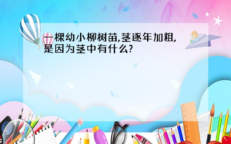 一棵幼小柳树苗,茎逐年加粗,是因为茎中有什么?