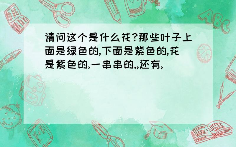 请问这个是什么花?那些叶子上面是绿色的,下面是紫色的,花是紫色的,一串串的.,还有,