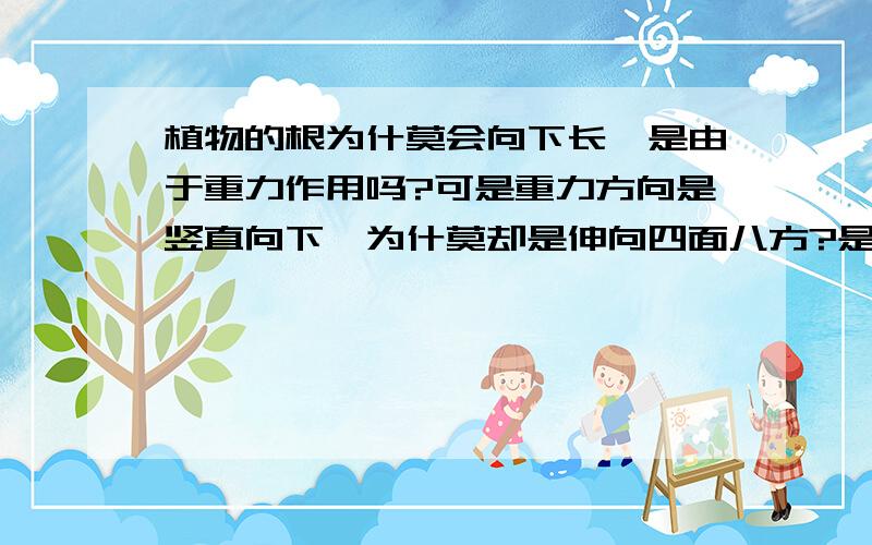 植物的根为什莫会向下长,是由于重力作用吗?可是重力方向是竖直向下,为什莫却是伸向四面八方?是怎莫...