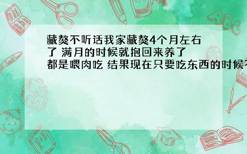 藏獒不听话我家藏獒4个月左右了 满月的时候就抱回来养了 都是喂肉吃 结果现在只要吃东西的时候不仅不让人靠近 只要站在旁边