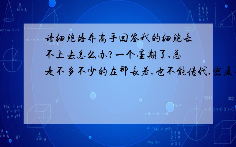 请细胞培养高手回答我的细胞长不上去怎么办?一个星期了,总是不多不少的在那长着,也不能传代,密度不够.