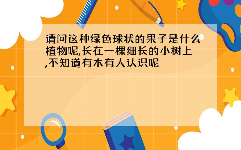 请问这种绿色球状的果子是什么植物呢,长在一棵细长的小树上,不知道有木有人认识呢