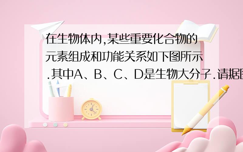 在生物体内,某些重要化合物的元素组成和功能关系如下图所示.其中A、B、C、D是生物大分子.请据图分析回答：