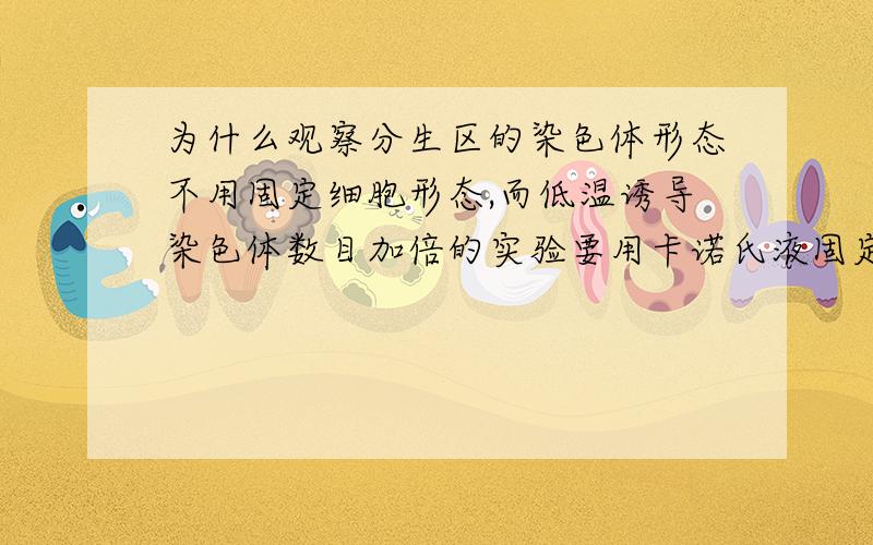 为什么观察分生区的染色体形态不用固定细胞形态,而低温诱导染色体数目加倍的实验要用卡诺氏液固定细胞形态呢?