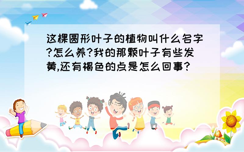 这棵圆形叶子的植物叫什么名字?怎么养?我的那颗叶子有些发黄,还有褐色的点是怎么回事?