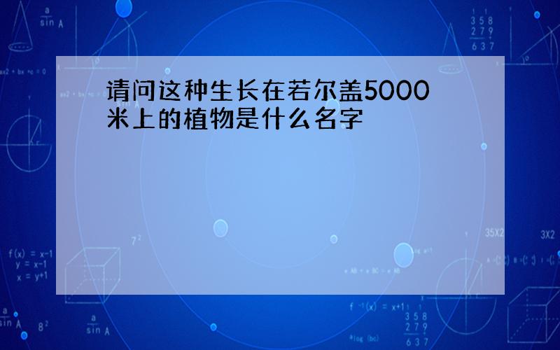 请问这种生长在若尔盖5000米上的植物是什么名字