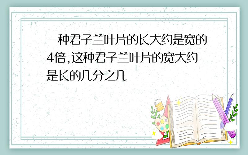 一种君子兰叶片的长大约是宽的4倍,这种君子兰叶片的宽大约是长的几分之几