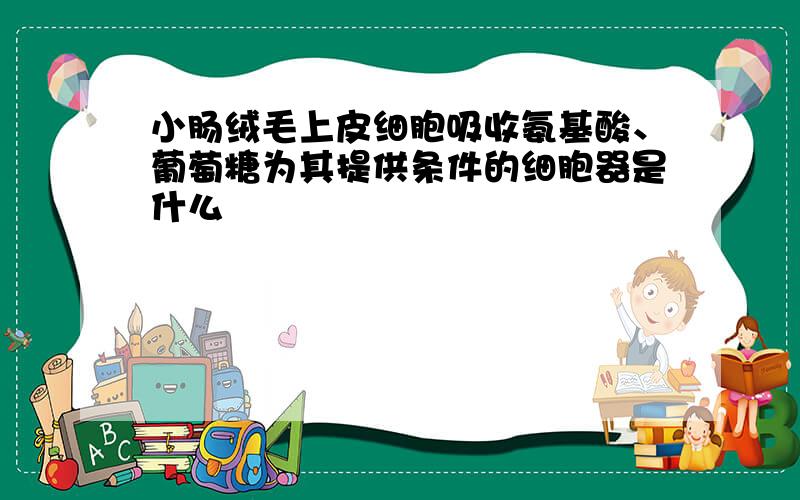 小肠绒毛上皮细胞吸收氨基酸、葡萄糖为其提供条件的细胞器是什么