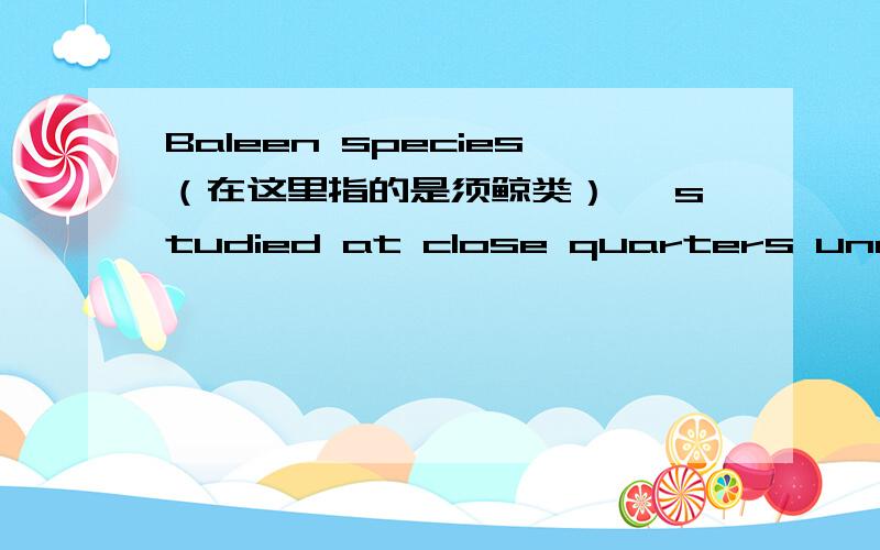 Baleen species（在这里指的是须鲸类） 【studied at close quarters underwa