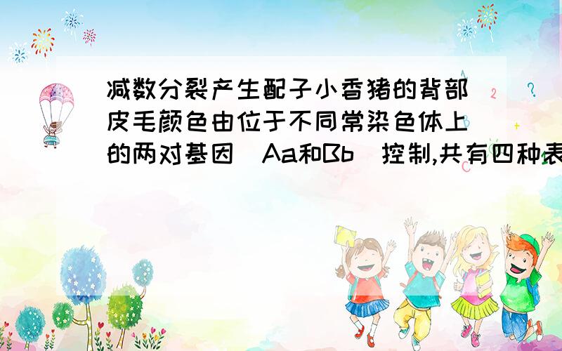 减数分裂产生配子小香猪的背部皮毛颜色由位于不同常染色体上的两对基因（Aa和Bb）控制,共有四种表现型：黑色（A—B—）、