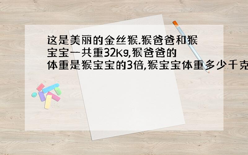 这是美丽的金丝猴.猴爸爸和猴宝宝一共重32Kg,猴爸爸的体重是猴宝宝的3倍,猴宝宝体重多少千克?