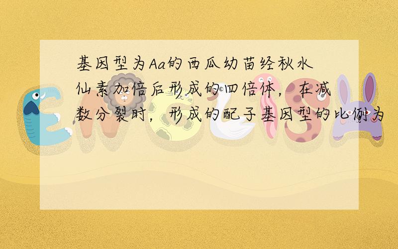 基因型为Aa的西瓜幼苗经秋水仙素加倍后形成的四倍体，在减数分裂时，形成的配子基因型的比例为（　　）