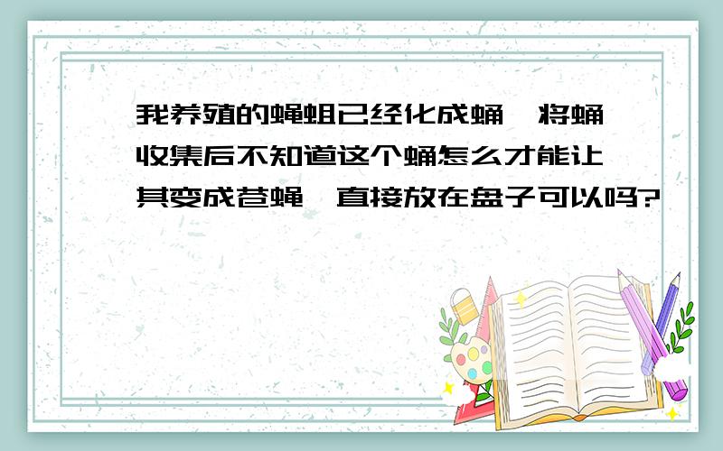 我养殖的蝇蛆已经化成蛹,将蛹收集后不知道这个蛹怎么才能让其变成苍蝇,直接放在盘子可以吗?