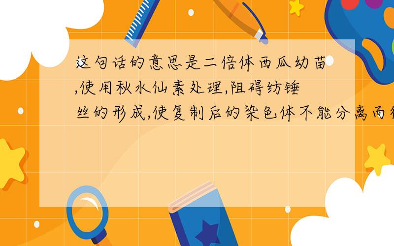 这句话的意思是二倍体西瓜幼苗,使用秋水仙素处理,阻碍纺锤丝的形成,使复制后的染色体不能分离而得到四倍体植株（母本）,经过