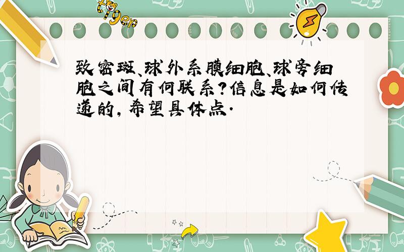 致密斑、球外系膜细胞、球旁细胞之间有何联系?信息是如何传递的,希望具体点.