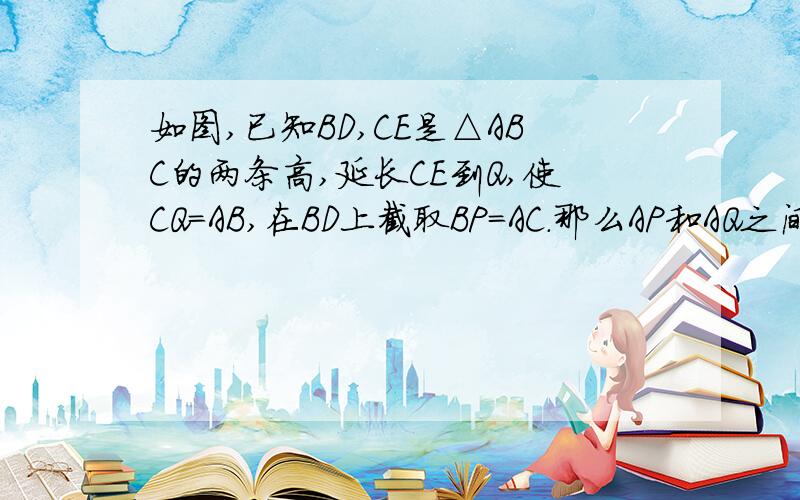 如图,已知BD,CE是△ABC的两条高,延长CE到Q,使CQ=AB,在BD上截取BP=AC.那么AP和AQ之间大小有什么