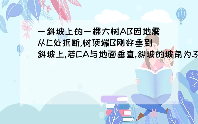 一斜坡上的一棵大树AB因地震从C处折断,树顶端B刚好垂到斜坡上,若CA与地面垂直,斜坡的坡角为30度,图中角以为45度,