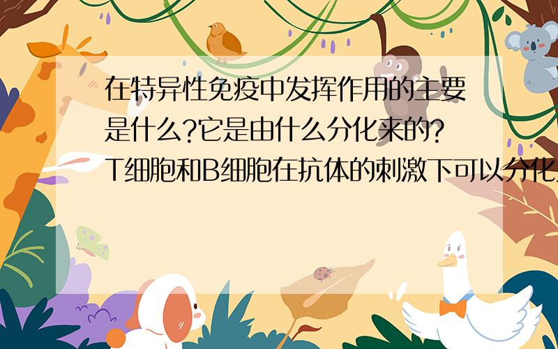 在特异性免疫中发挥作用的主要是什么?它是由什么分化来的?T细胞和B细胞在抗体的刺激下可以分化为什么?