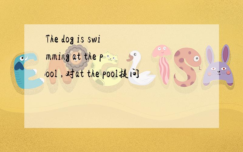 The dog is swimming at the pool ,对at the pool提问