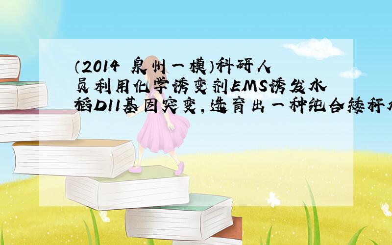 （2014•泉州一模）科研人员利用化学诱变剂EMS诱发水稻D11基因突变，选育出一种纯合矮秆水稻突变植株（甲）．将该矮秆