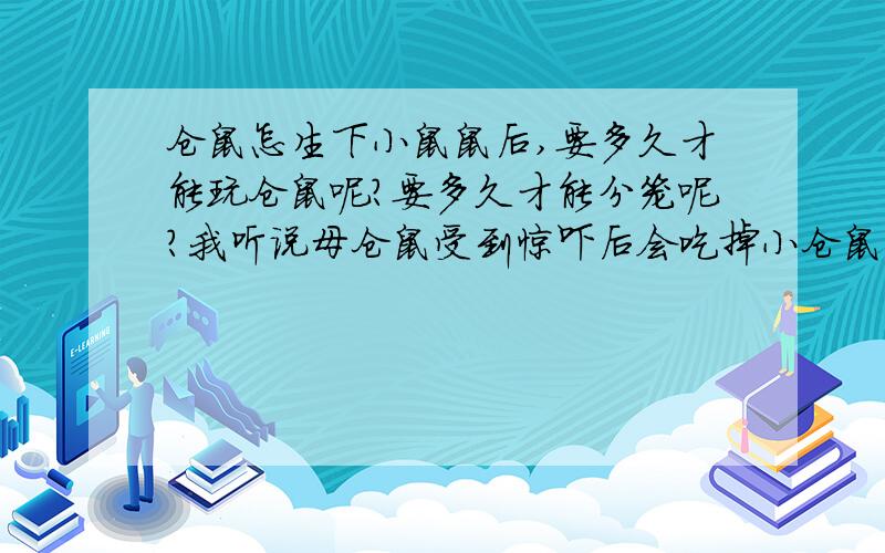 仓鼠怎生下小鼠鼠后,要多久才能玩仓鼠呢?要多久才能分笼呢?我听说母仓鼠受到惊吓后会吃掉小仓鼠.