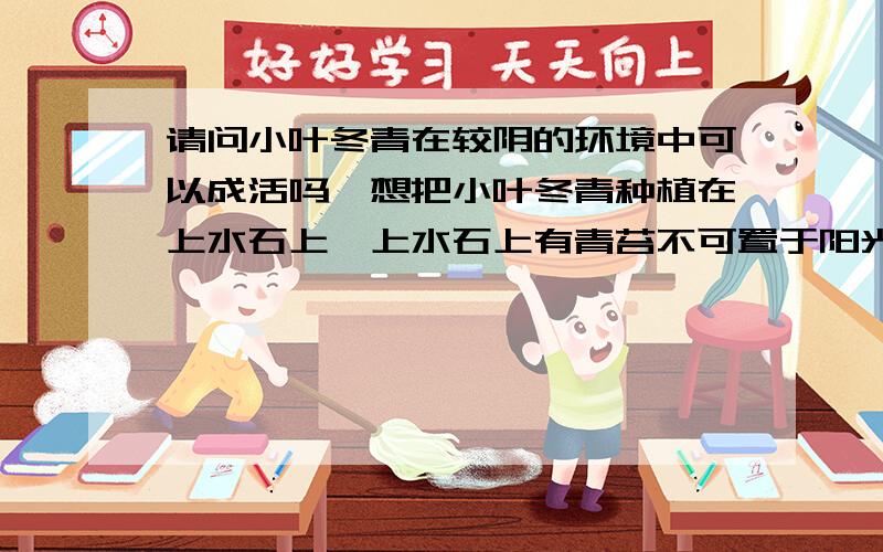 请问小叶冬青在较阴的环境中可以成活吗,想把小叶冬青种植在上水石上,上水石上有青苔不可置于阳光下,小