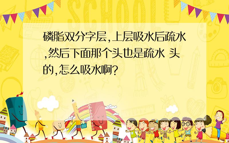 磷脂双分字层,上层吸水后疏水,然后下面那个头也是疏水 头的,怎么吸水啊?