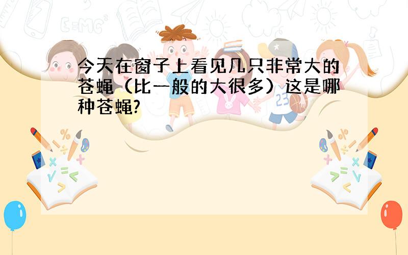 今天在窗子上看见几只非常大的苍蝇（比一般的大很多）这是哪种苍蝇?