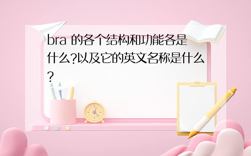 bra 的各个结构和功能各是什么?以及它的英文名称是什么?