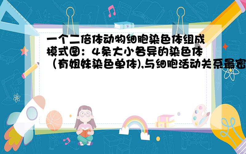 一个二倍体动物细胞染色体组成模式图：4条大小各异的染色体（有姐妹染色单体),与细胞活动关系最密切的是