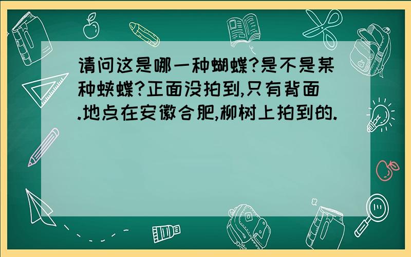 请问这是哪一种蝴蝶?是不是某种蛱蝶?正面没拍到,只有背面.地点在安徽合肥,柳树上拍到的.