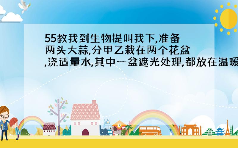 55教我到生物提叫我下,准备两头大蒜,分甲乙栽在两个花盆,浇适量水,其中一盆遮光处理,都放在温暖地带,一周后,两盆颜色一