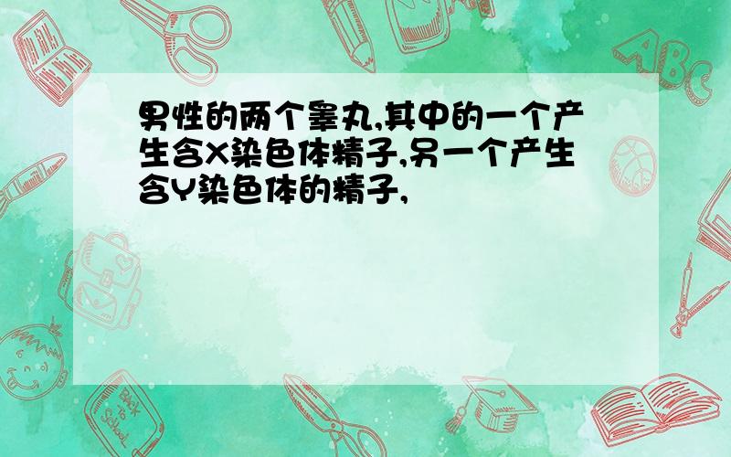 男性的两个睾丸,其中的一个产生含X染色体精子,另一个产生含Y染色体的精子,