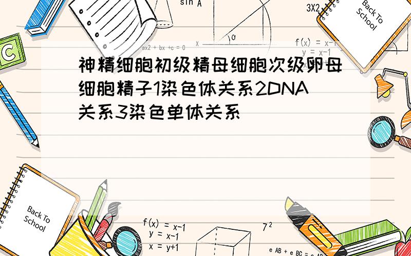 神精细胞初级精母细胞次级卵母细胞精子1染色体关系2DNA关系3染色单体关系