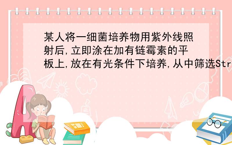 某人将一细菌培养物用紫外线照射后,立即涂在加有链霉素的平板上,放在有光条件下培养,从中筛选Str抗性菌株