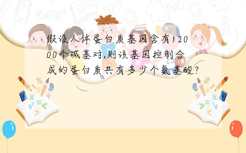 假设人体蛋白质基因含有12000个碱基对,则该基因控制合成的蛋白质共有多少个氨基酸?