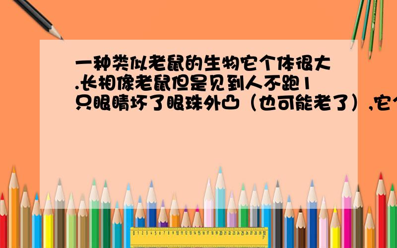 一种类似老鼠的生物它个体很大.长相像老鼠但是见到人不跑1只眼睛坏了眼珠外凸（也可能老了）,它个体和猫差不多.毛发很长有着