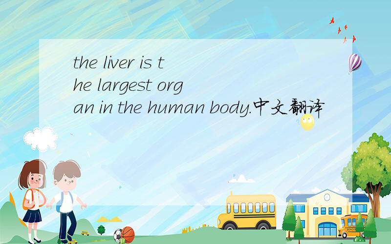 the liver is the largest organ in the human body.中文翻译