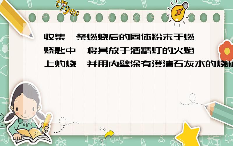 收集镁条燃烧后的固体粉末于燃烧匙中,将其放于酒精灯的火焰上灼烧,并用内壁涂有澄清石灰水的烧杯罩在燃烧匙上方,澄清石灰水变