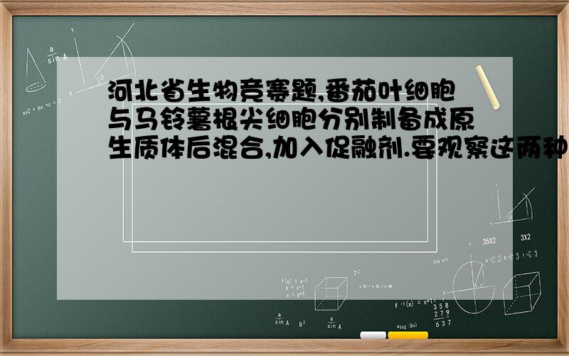 河北省生物竞赛题,番茄叶细胞与马铃薯根尖细胞分别制备成原生质体后混合,加入促融剂.要观察这两种细胞能否发生融合,最适宜使