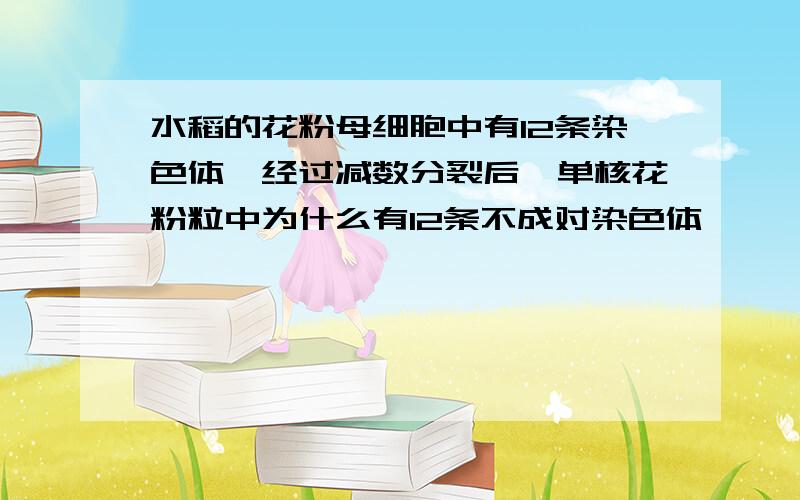 水稻的花粉母细胞中有12条染色体,经过减数分裂后,单核花粉粒中为什么有12条不成对染色体