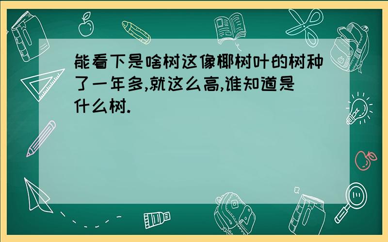 能看下是啥树这像椰树叶的树种了一年多,就这么高,谁知道是什么树.