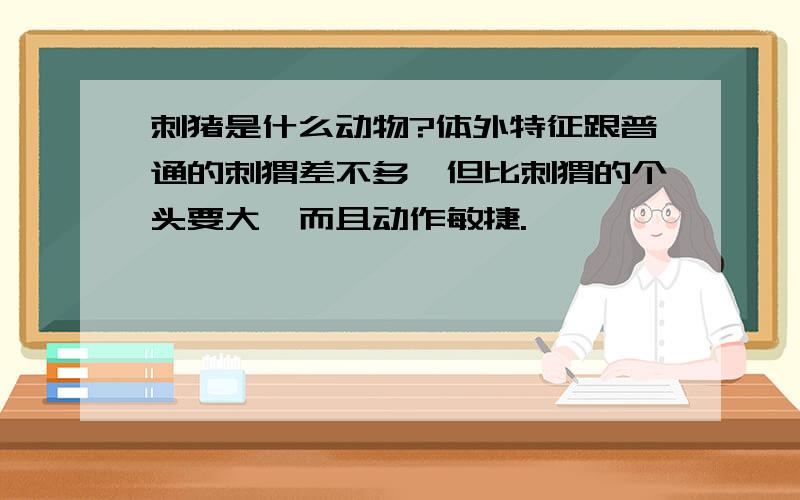 刺猪是什么动物?体外特征跟普通的刺猬差不多,但比刺猬的个头要大,而且动作敏捷.