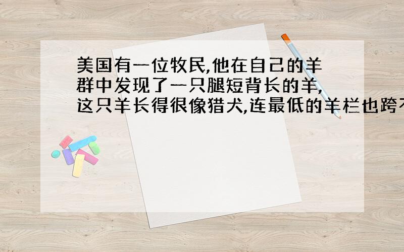 美国有一位牧民,他在自己的羊群中发现了一只腿短背长的羊,这只羊长得很像猎犬,连最低的羊栏也跨不过去